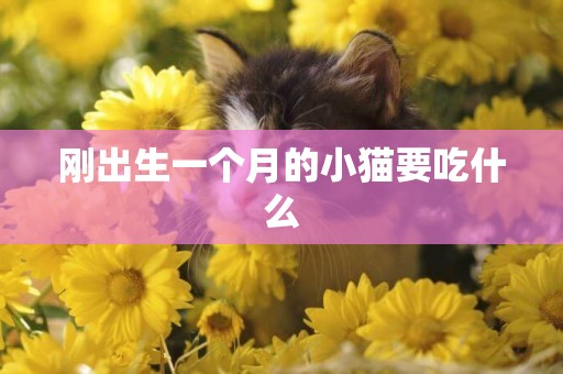 剛出生一個月的小貓要吃什么