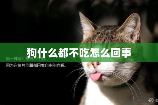 狗什么都不吃怎么回事