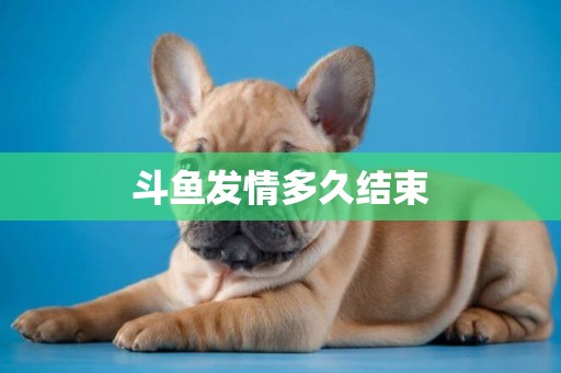 斗魚發情多久結束