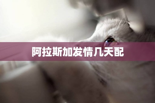 阿拉斯加發情幾天配