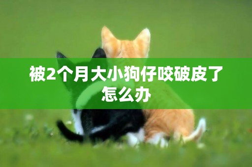 被2個月大小狗仔咬破皮了怎么辦