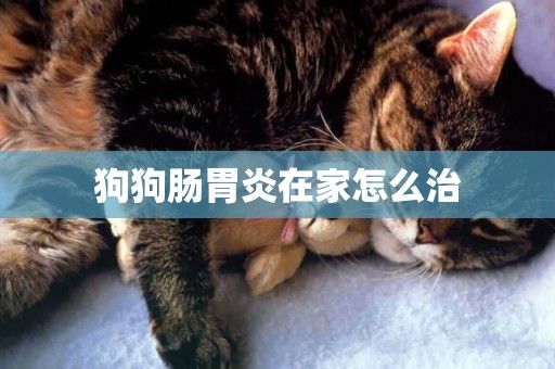 狗狗腸胃炎在家怎么治