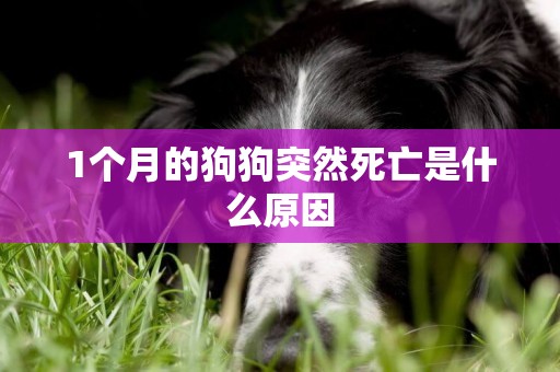 1個月的狗狗突然死亡是什么原因