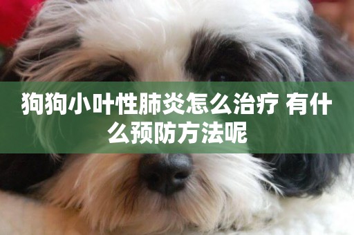 狗狗小葉性肺炎怎么治療 有什么預防方法呢