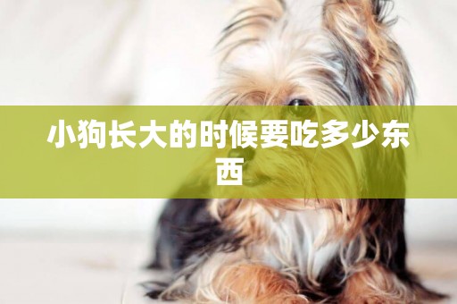 小狗長大的時候要吃多少東西