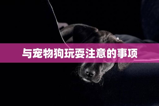 與寵物狗玩耍注意的事項