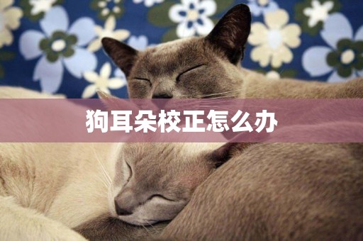 狗耳朵校正怎么辦
