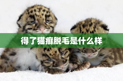 得了貓癬脫毛是什么樣