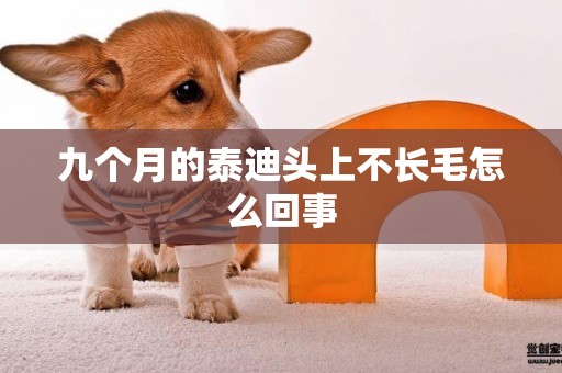 九個月的泰迪頭上不長毛怎么回事