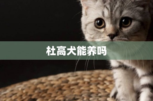 杜高犬能養嗎