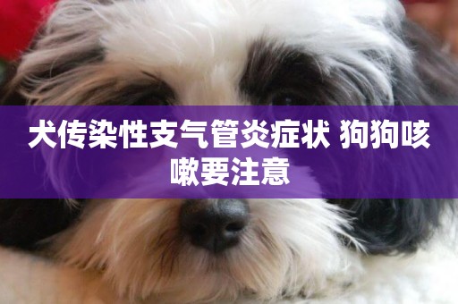 犬傳染性支氣管炎癥狀 狗狗咳嗽要注意