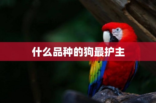 什么品種的狗最護主