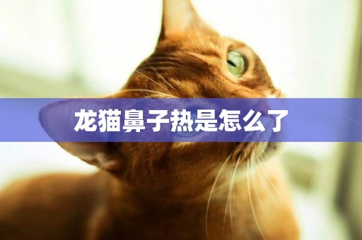 龍貓鼻子熱是怎么了