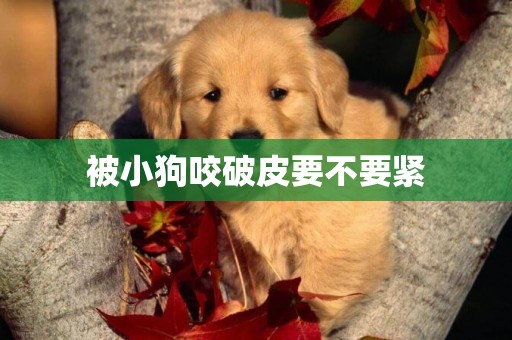 被小狗咬破皮要不要緊