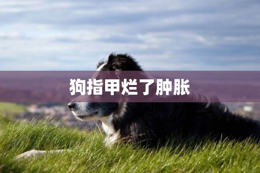 狗指甲爛了腫脹