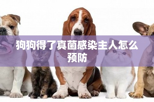 狗狗得了真菌感染主人怎么預防