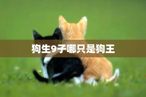 狗生9子哪只是狗王