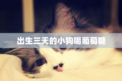 出生三天的小狗喝葡萄糖
