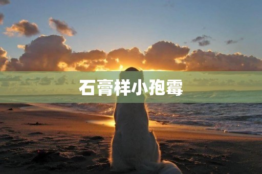 石膏樣小孢霉