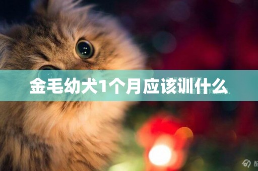 金毛幼犬1個月應該訓什么