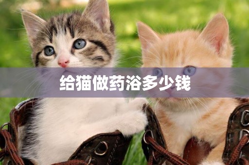 給貓做藥浴多少錢