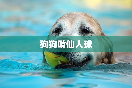 狗狗啃仙人球