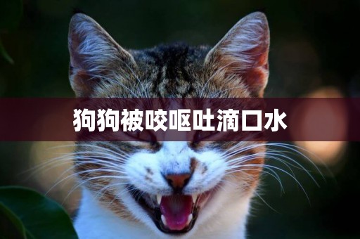 狗狗被咬嘔吐滴口水