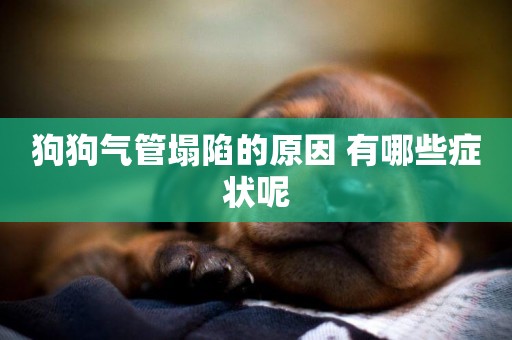 狗狗氣管塌陷的原因 有哪些癥狀呢