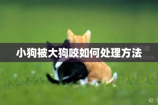 小狗被大狗咬如何處理方法