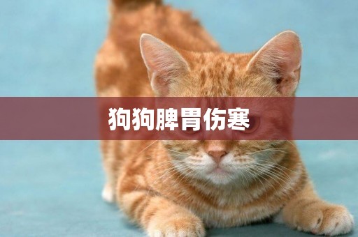 狗狗脾胃傷寒