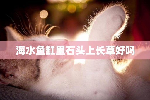 海水魚缸里石頭上長草好嗎