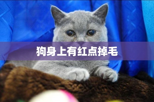 狗身上有紅點掉毛
