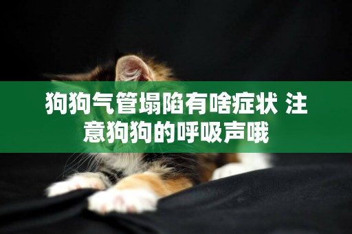 狗狗氣管塌陷有啥癥狀 注意狗狗的呼吸聲哦