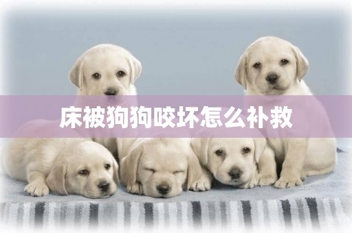 床被狗狗咬壞怎么補救