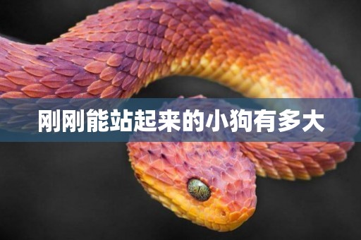 剛剛能站起來的小狗有多大
