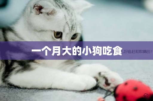 一個月大的小狗吃食