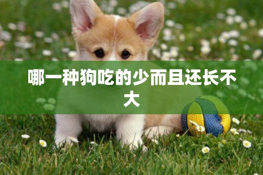哪一種狗吃的少而且還長不大
