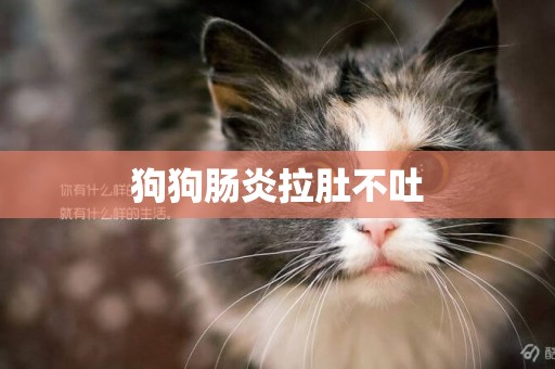 狗狗腸炎拉肚不吐