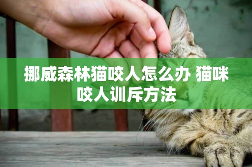 挪威森林貓咬人怎么辦 貓咪咬人訓斥方法