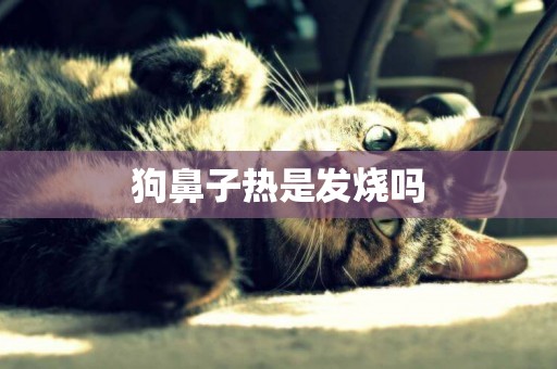 狗鼻子熱是發燒嗎