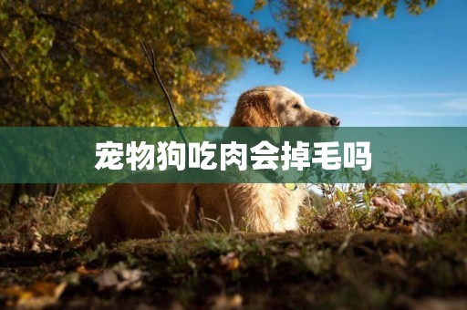 寵物狗吃肉會掉毛嗎