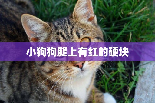 小狗狗腿上有紅的硬塊