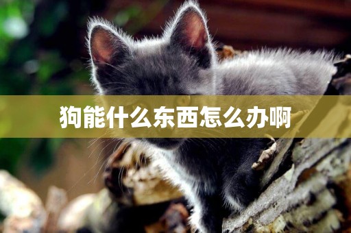 狗能什么東西怎么辦啊