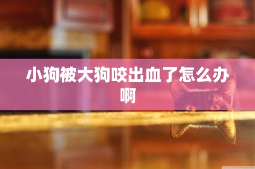 小狗被大狗咬出血了怎么辦啊