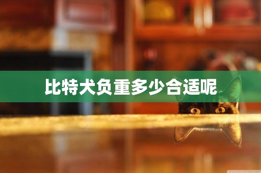 比特犬負重多少合適呢