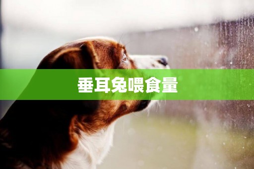 垂耳兔喂食量