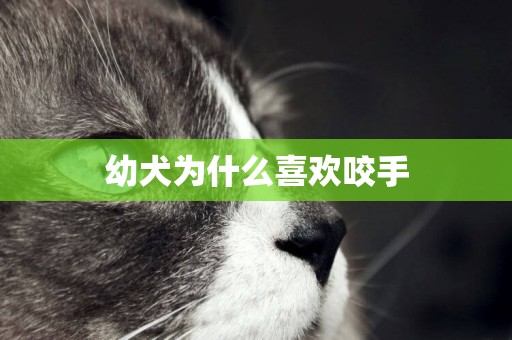 幼犬為什么喜歡咬手