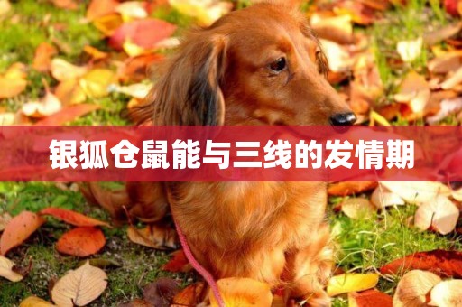 銀狐倉鼠能與三線的發情期