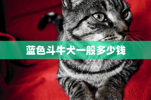 藍色斗牛犬一般多少錢