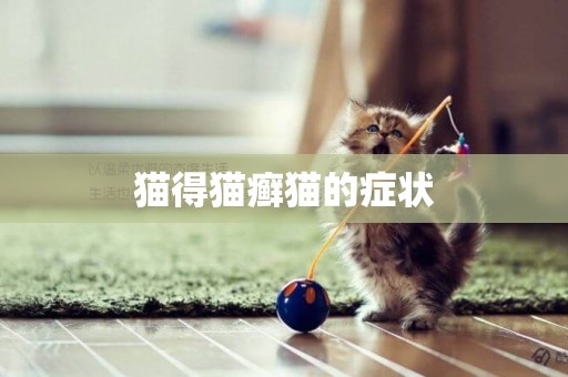 貓得貓癬貓的癥狀